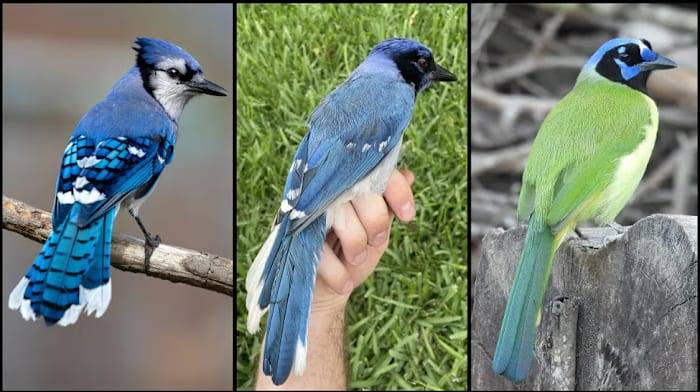 Rare hybrid bird found in San Antonio backyard