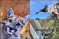 Liberan en la Barranca de Metztitlán a un puma y otros 18 animalitos silvestres rehabilitados