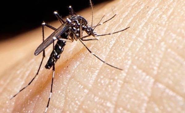 La primavera inicia y el dengue vuelve a ser algo a tener en cuenta