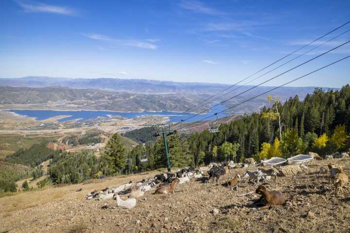 Sheep, goats and lawnmowers ready Deer Valley for its biggest season yet