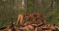 Questions surround why a 400-year-old Douglas Fir in Stanley Park was cut down