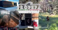 ¡Dos osos en 15 días! Rescatan y liberan a ejemplar de oso negro en Cananea, Sonora, cerca del Área Natural Protegida Bavispe