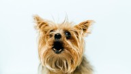 Estas son las 4 razas de perro con mayor esperanza de vida según una enfermera veterinaria