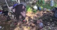 Video: así es la “casa del horror” del triple crimen en Florencio Varela