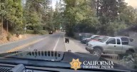 Bear runs along Nevada City Highway in video captured by CHP officer