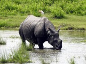 Kaziranga National Park opens Bagori Range for tourists