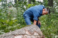 After 10 years of mysterious white oak deaths, experts still looking for answers