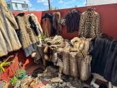 Villa Urquiza. Allanaron una casa con más de 200 prendas de piel de animales exóticos y amenazados
