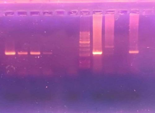 Optimizan técnica de diagnóstico temprano para la tripanosomiasis equina