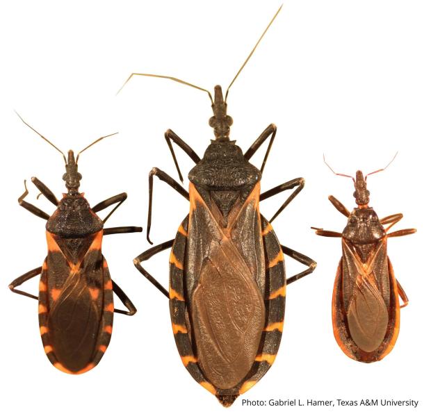 Deadly disease caused by blood-sucking insects spreading in US, CDC says
