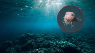 Hallazgo inédito en las profundidades del océano revela tres nuevas especies de pez nunca antes vistas