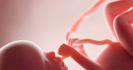 Investigation Shows NIH Funds 17 Fetal Tissue Research Grants