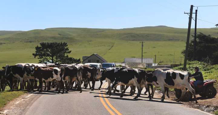 Unbeknownst to Point Reyes ranchers, $10 million in restoration funds lined up by Nature Conservancy long before landmark deal
