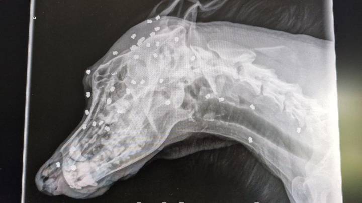 Owner shoots dozens of air-rifle pellets to dogs head leaving him with life