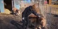 Make an Impact: Eaton County farm a ‘sanctuary’ for ‘misfit’ farm animals