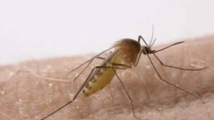 La Fiebre del Nilo Occidental se cobra su segunda víctima en Extremadura