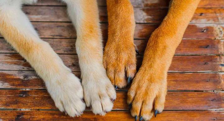Envenenamiento de mascotas preocupa a autoridades San José Iturbide, Guanajuato; suman al menos 20