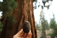 Firefighters who drop from the sky will climb from ground in bid to save giant Sequoias in Sierra from Garnet Fire