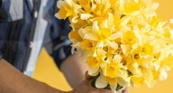 Septiembre se pinta de amarillo: las flores que conquistan corazones y comercios