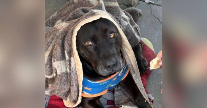 Perro comunitario del Hospital de Quilpué fue asesinado a tiros por funcionario de la PDI de civil