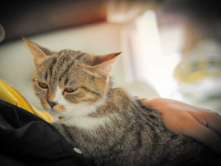 Dr. Josh • 09-05-25 • Caring for our aging pets