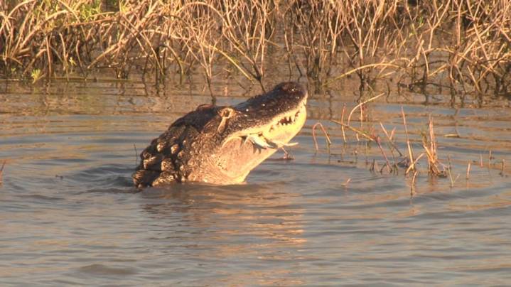 Richard Moore Outdoor Report: Road Gator