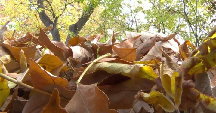 Autumn has arrived: What should you do with your leaves?