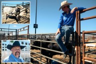 VIP treated bovines stampede on LI for a pro bull riding debut