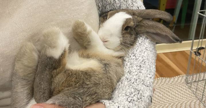 Eurobodalla Shire Council's one-rabbit policy breeds contempt on social media