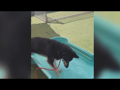 Dogs moved to new shelters could be euthanized, advocates say