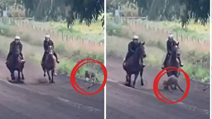 A Karnup kangaroo has captured viral attention after challenging two racehorses to a daring dash