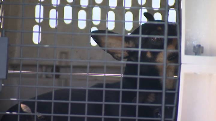 About 40 animals rescued from Lawndale home