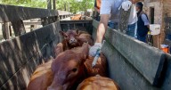 El Gobierno nacional anunció que se modificará el plan de vacunación contra la fiebre aftosa