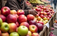 Fruit fall, freight charges logistical challenges push us to the brink, say apple growers