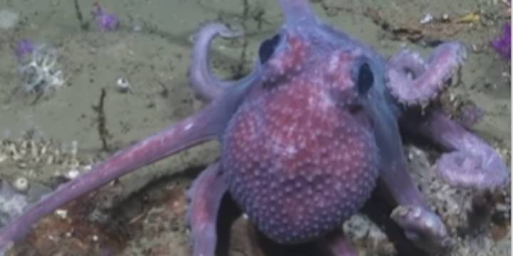Un pulpo con verrugas fascinó a científicos en la expedición al fondo marino de Uruguay