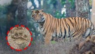 Tiger Pugmarks Found in Deogarh Forests; Villagers on Alert