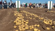 Sinaloa desfasa siembra de papa por sequía