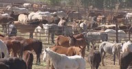 Horses at Colorado prison need new homes as vocational training program ends