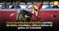 Corte Constitucional prohíbe corridas de toros, corralejas, coleo y peleas de gallos en Colombia