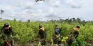 Consejo de Estado tumbó dos resoluciones clave sobre pagos por erradicación de cultivos ilícitos en Catatumbo: esta fue la razón