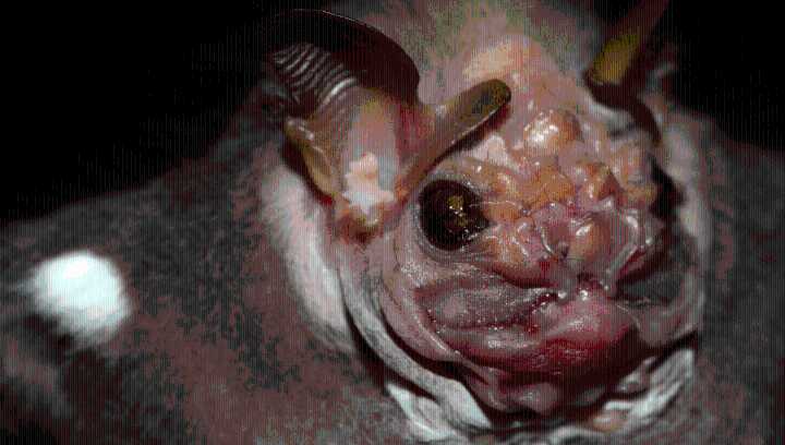 The Wrinkle-Faced Bat Is One Of The World’s Weirdest, With A Flirting Technique Scientists Had Never Seen Before
