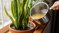 Pocos lo saben: para qué sirve regar una sansevieria o lengua de suegra con agua de cocción de pastas