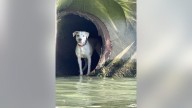 Chicago police rescue dog stranded in Chicago River drainpipe