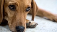 Top 10 dog names for 2025, according to Chewy