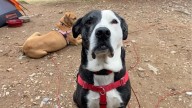 Missing dog last seen at home near Karns Meadow on Saturday