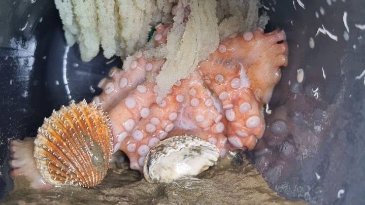 La plaga de los cacharros amenaza al pulpo