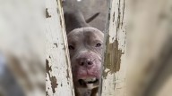 Missouri Stray Follows A Stranger Home And Finds His Happily Ever After