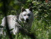 Wolf attack on child in Greece prompts calls for hunting rights