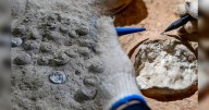 China descubre 28 huevos de dinosaurio de 86 millones de años que revelan una adaptación inédita al clima