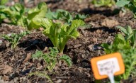 Huerta en casa: las 5 plantas para sembrar en primavera